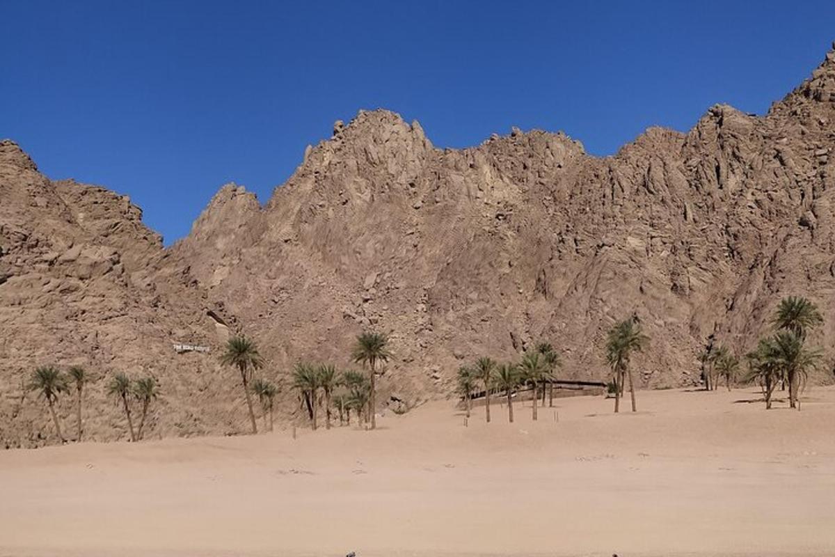a group of palm trees in front of a mountain
