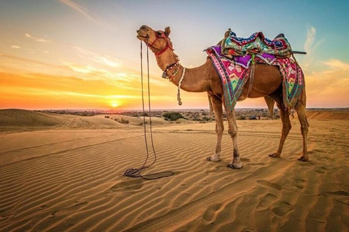 un cammello in piedi nel deserto al tramonto