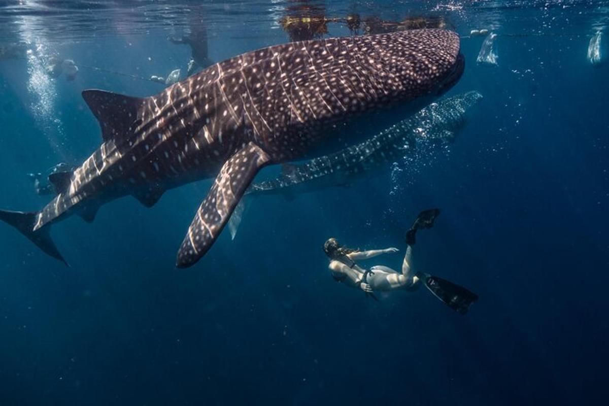 a person swimming next to a whale shark in the water