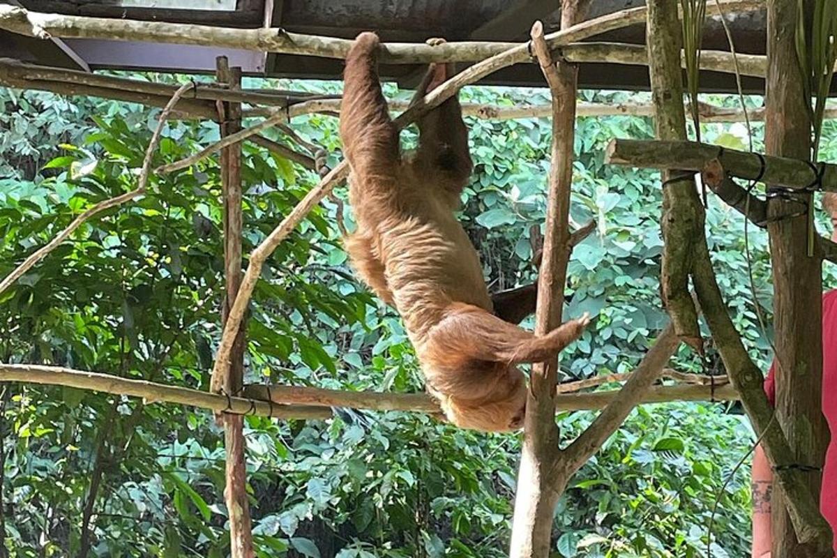 isang pusa ang umaakyat sa puno