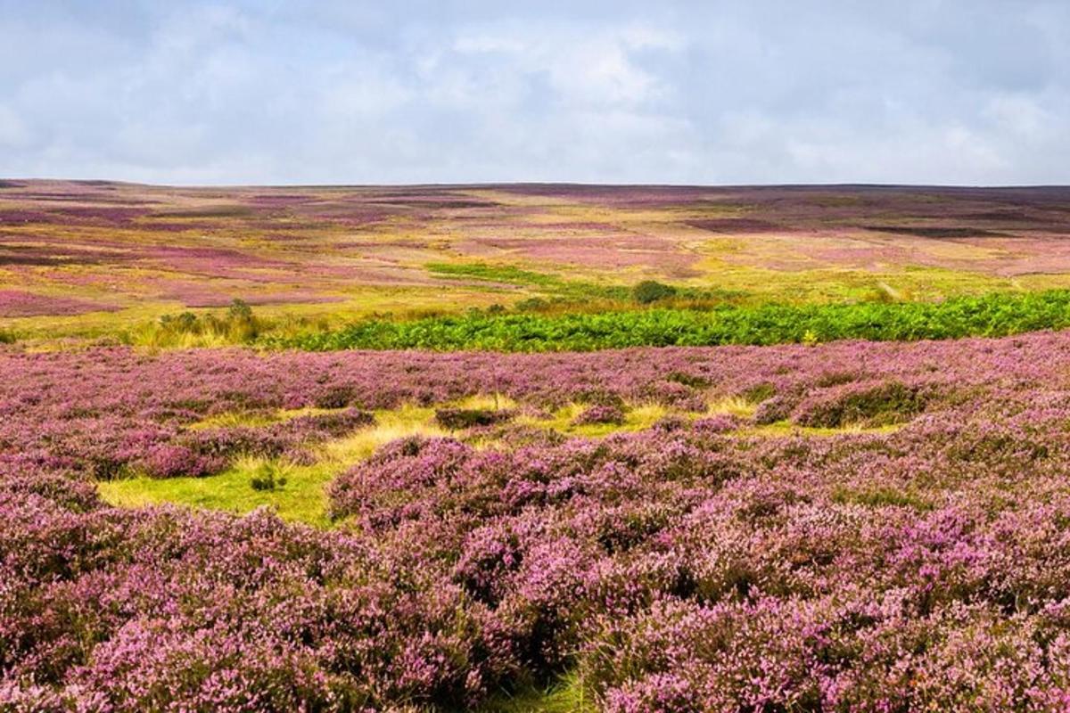 a field filled with purple flowers in a field