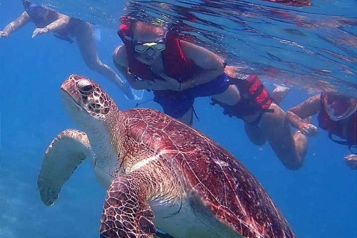 un grup de persones nedant al costat d'una tortuga marina