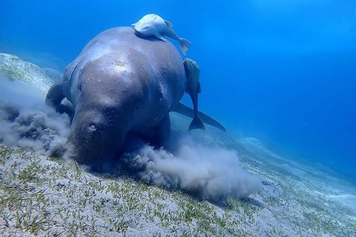 Un elefante está tendido en el suelo en el agua.