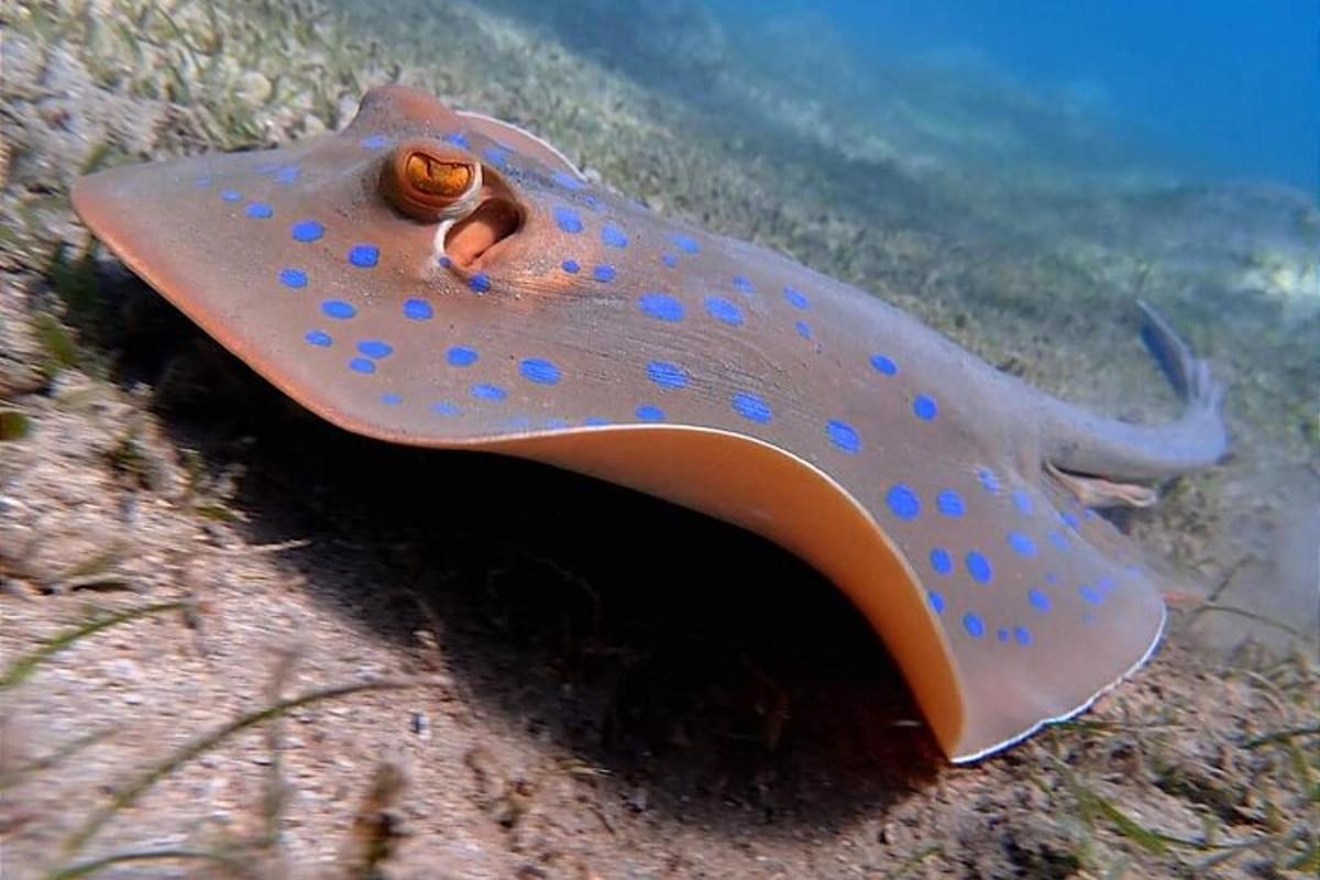 una rajada està asseguda a l'oceà