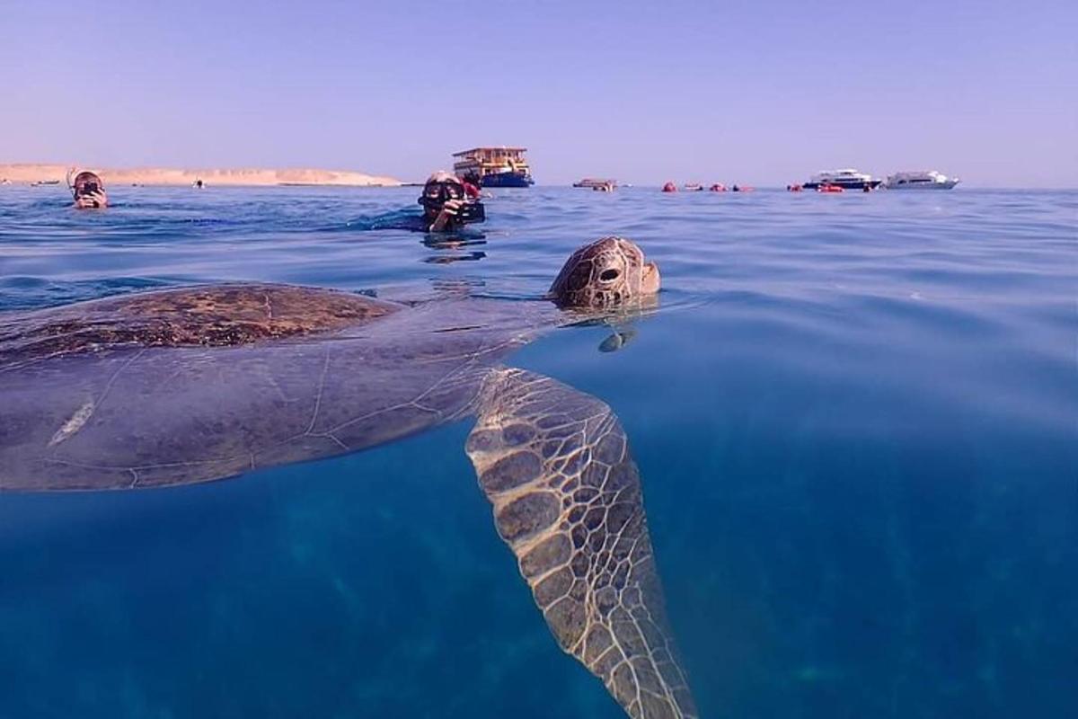una tortuga verda nedant a l'aigua