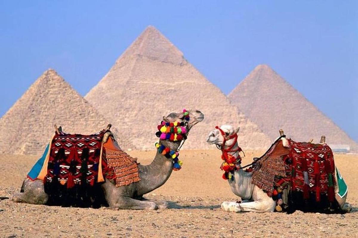 two camels are sitting in front of the pyramids