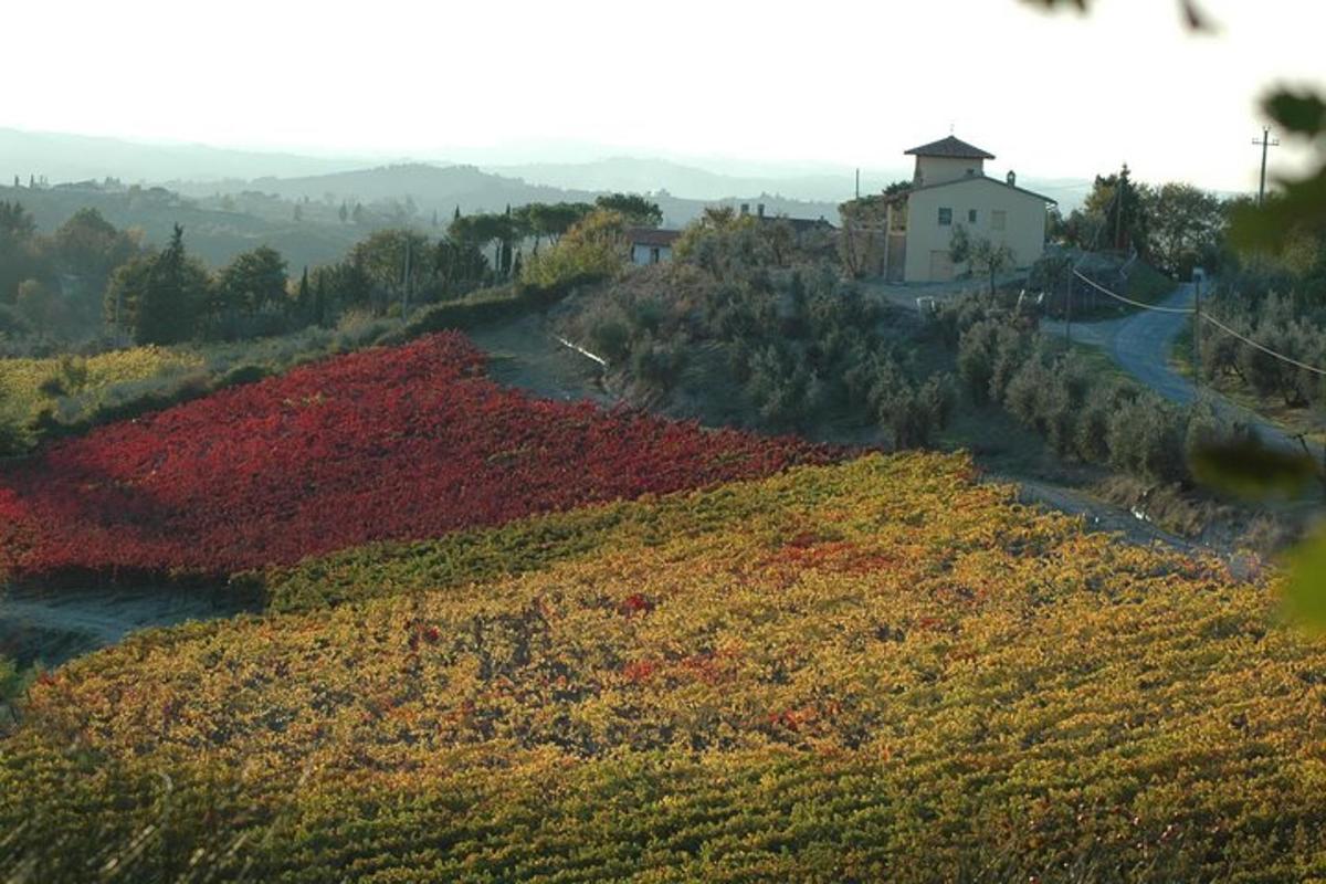 un camp de flors en un turó amb una casa