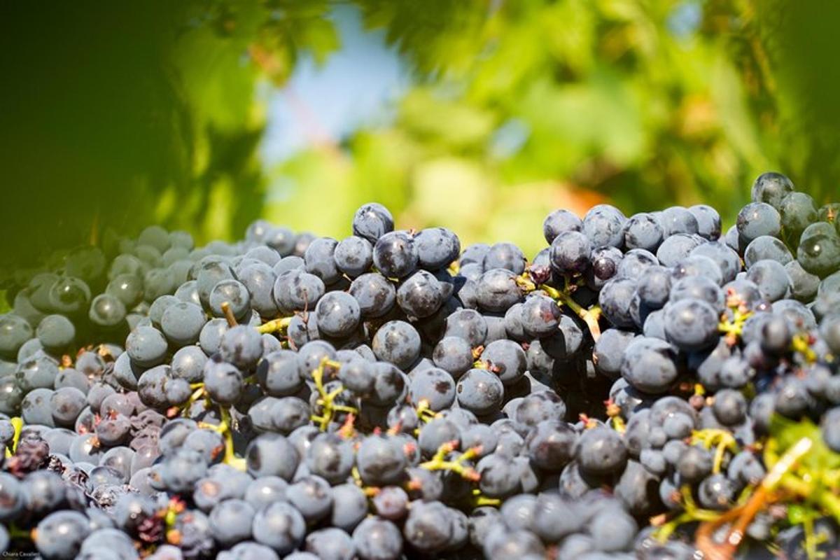 um cacho de uvas roxas em uma árvore