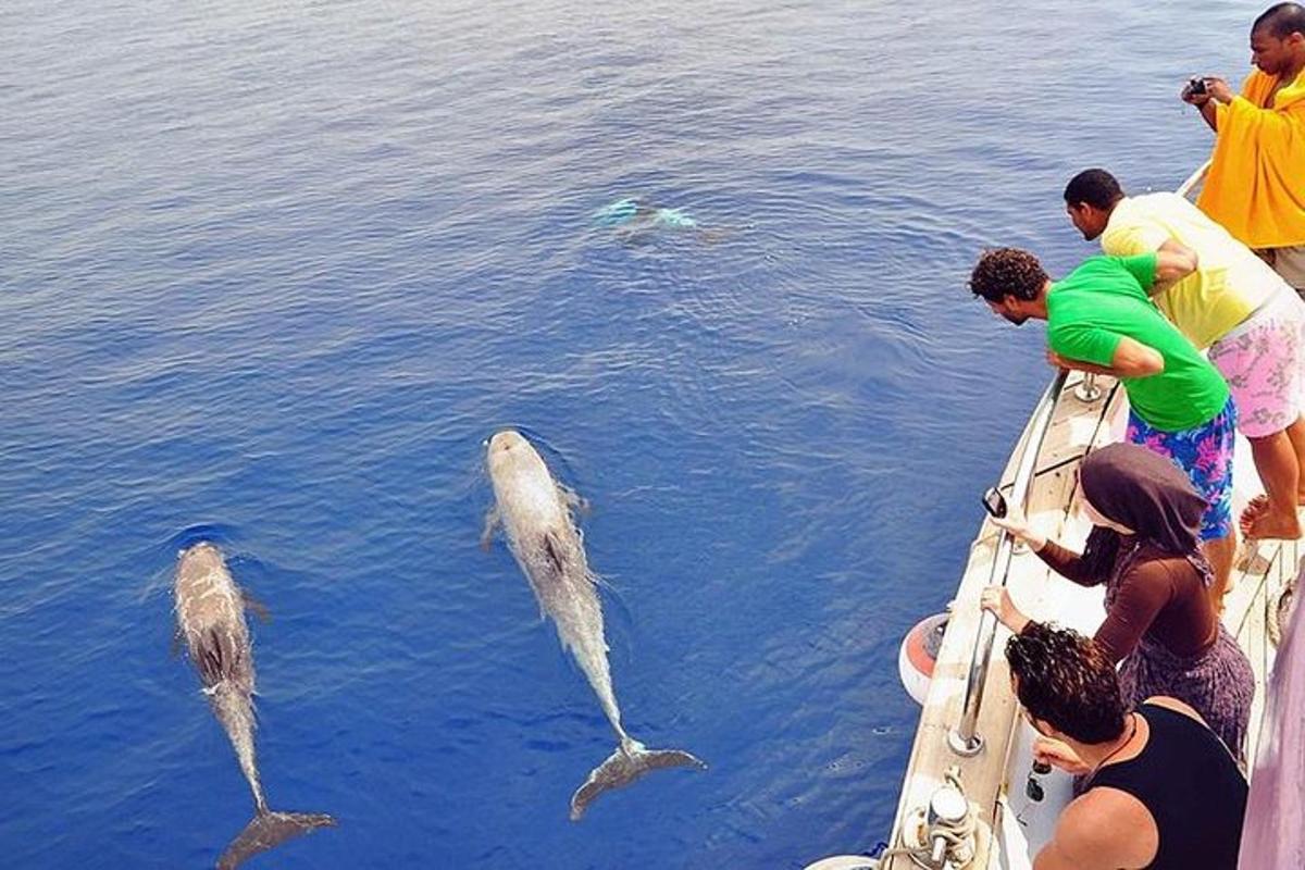 orang di atas bot melihat ikan lumba-lumba di dalam air