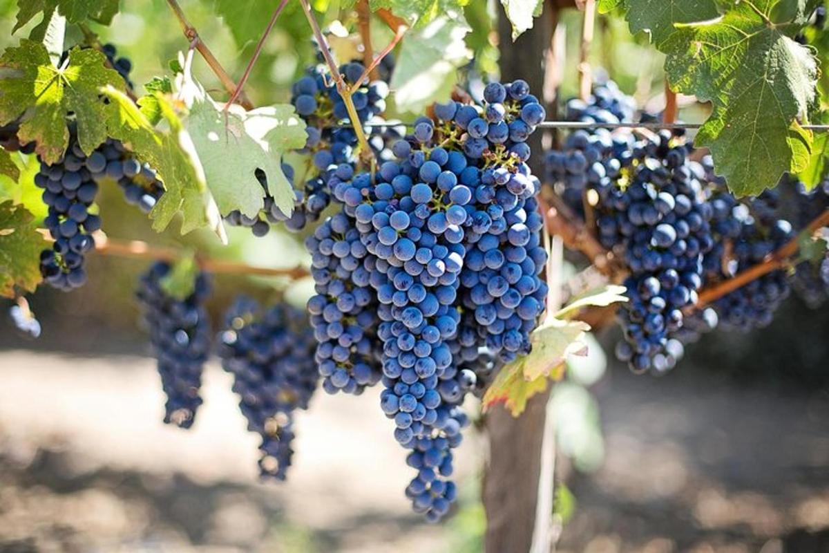 a bunch of grapes hanging from a tree
