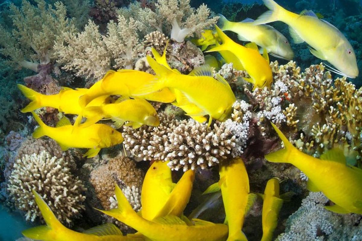eine Gruppe gelber Fische auf einem Korallenriff