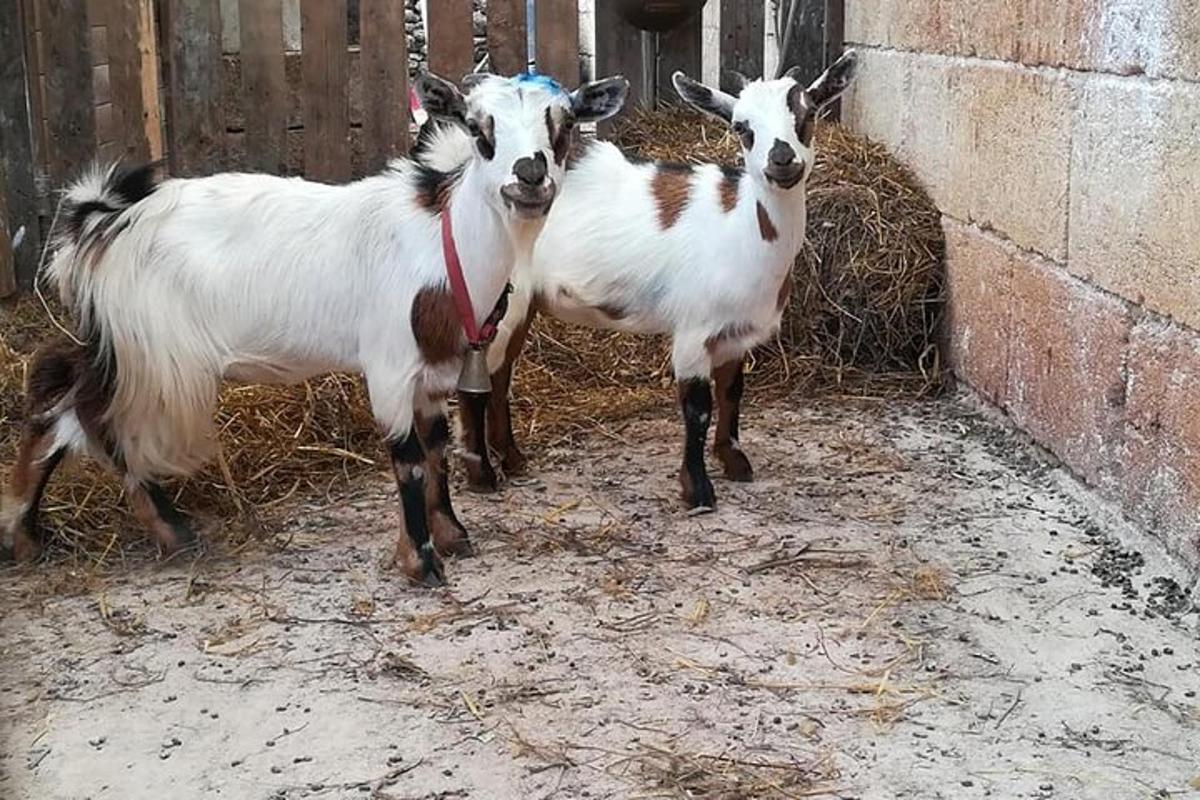 dvi ožkos, stovinčios prie tvoros su šienu