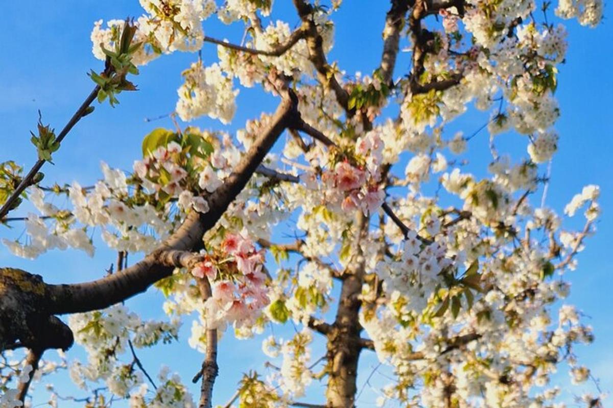 et træ med hvide og lyserøde blomster på det