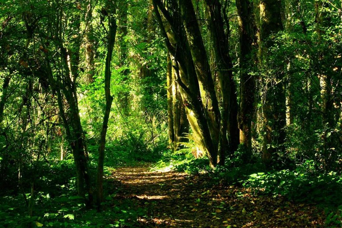 jejak tanah di dalam hutan dengan pokok