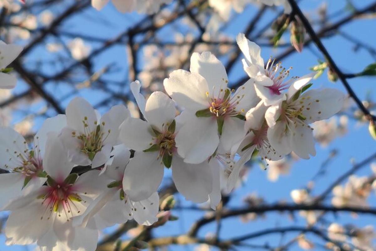 un gros plan de fleurs blanches sur un arbre