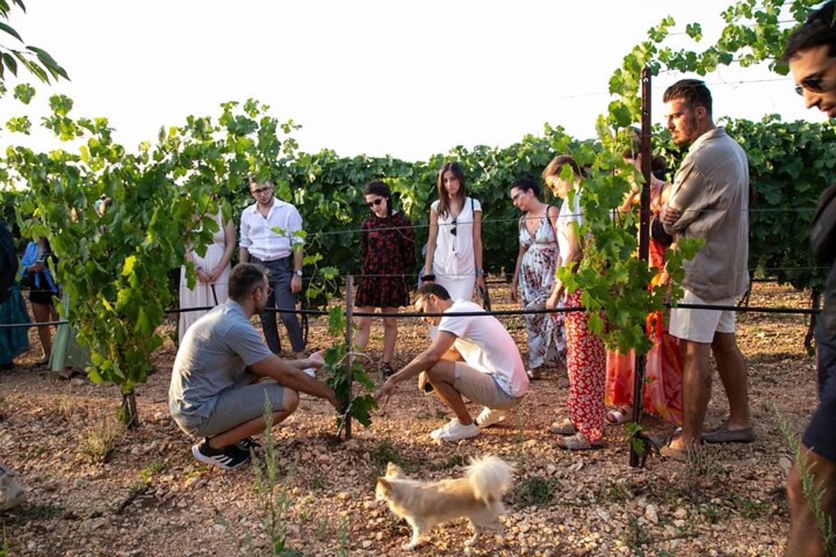 un gruppo di persone in un vigneto con un cane