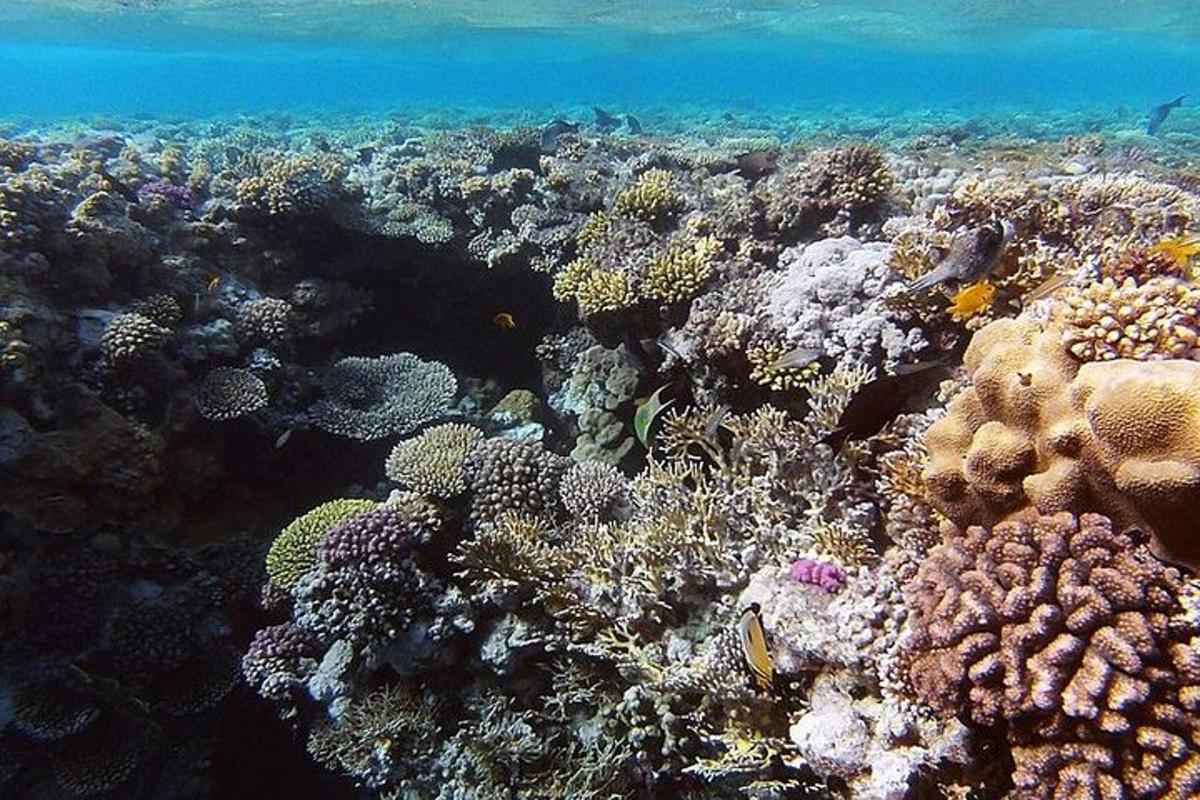 ein Korallenriff mit vielen Fischen darauf