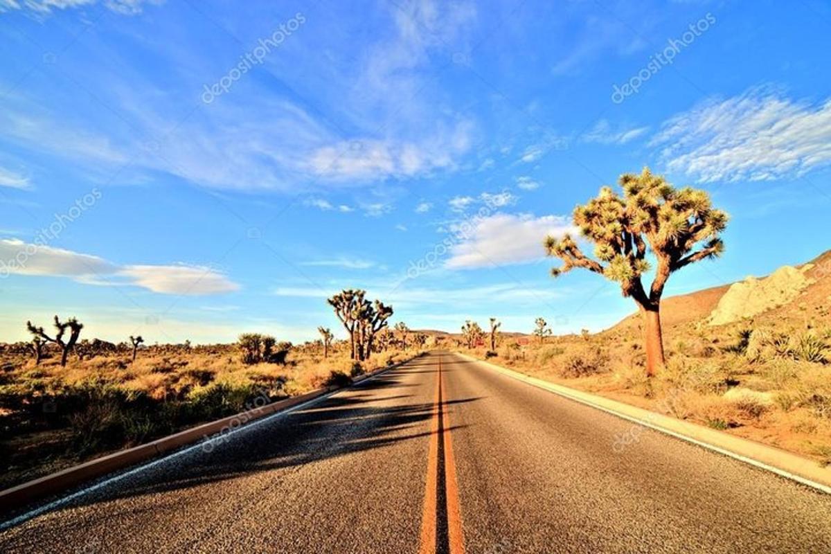 eine leere Straße in der Wüste mit Palmen