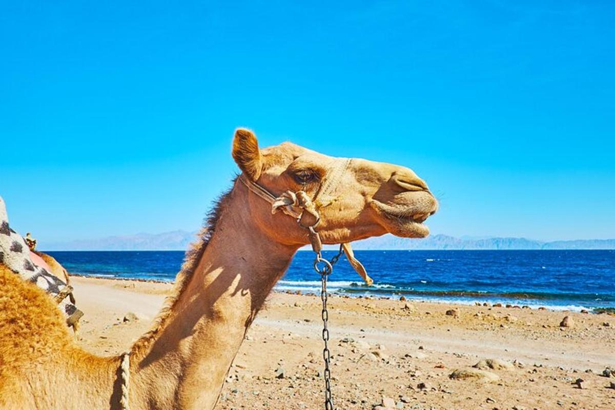 海の近くのビーチに立っているラクダ