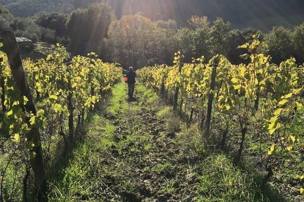un home caminant per un camp de vinyes