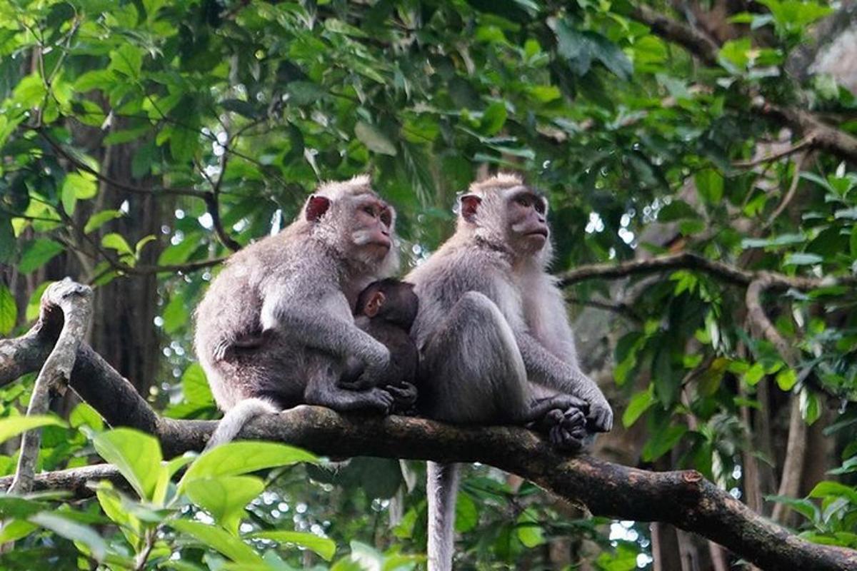 tres micos asseguts a la part superior d'una branca d'arbre