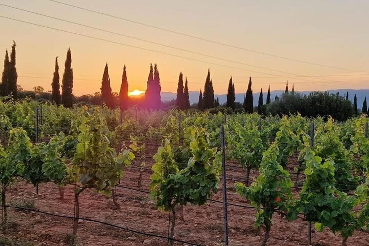ένα χωράφι με αμπέλια με φόντο τον ήλιο που δύει