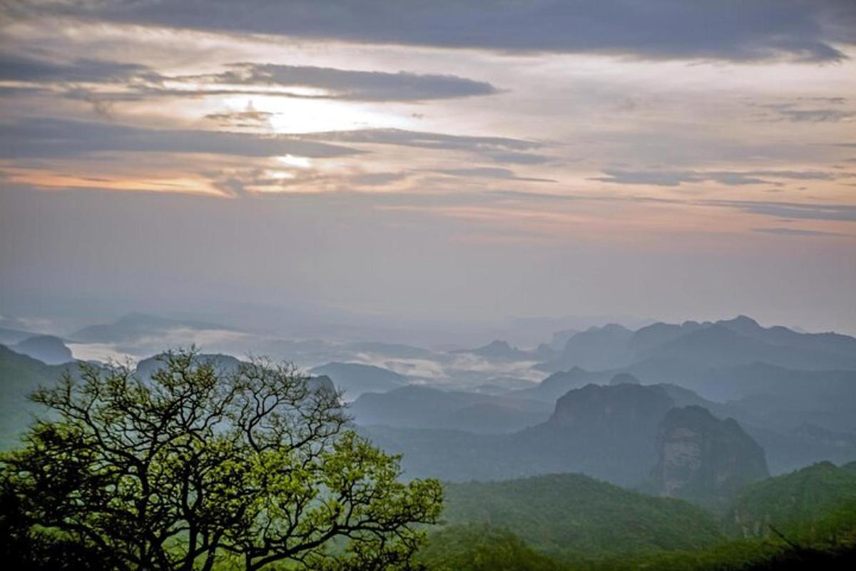 a view of a valley with a tree in the foreground