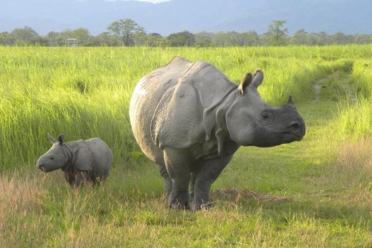 a rhino and a baby rhino standing in a field