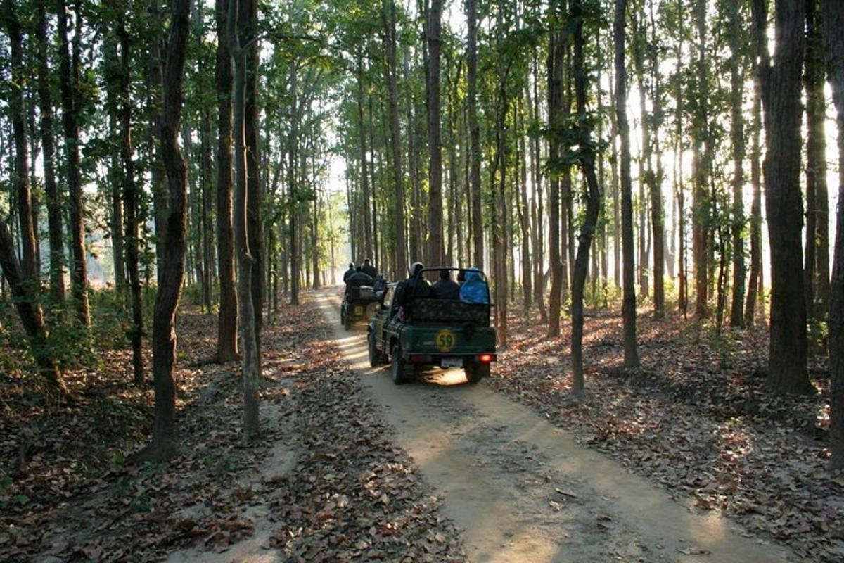 a jeep driving down a dirt road in a forest