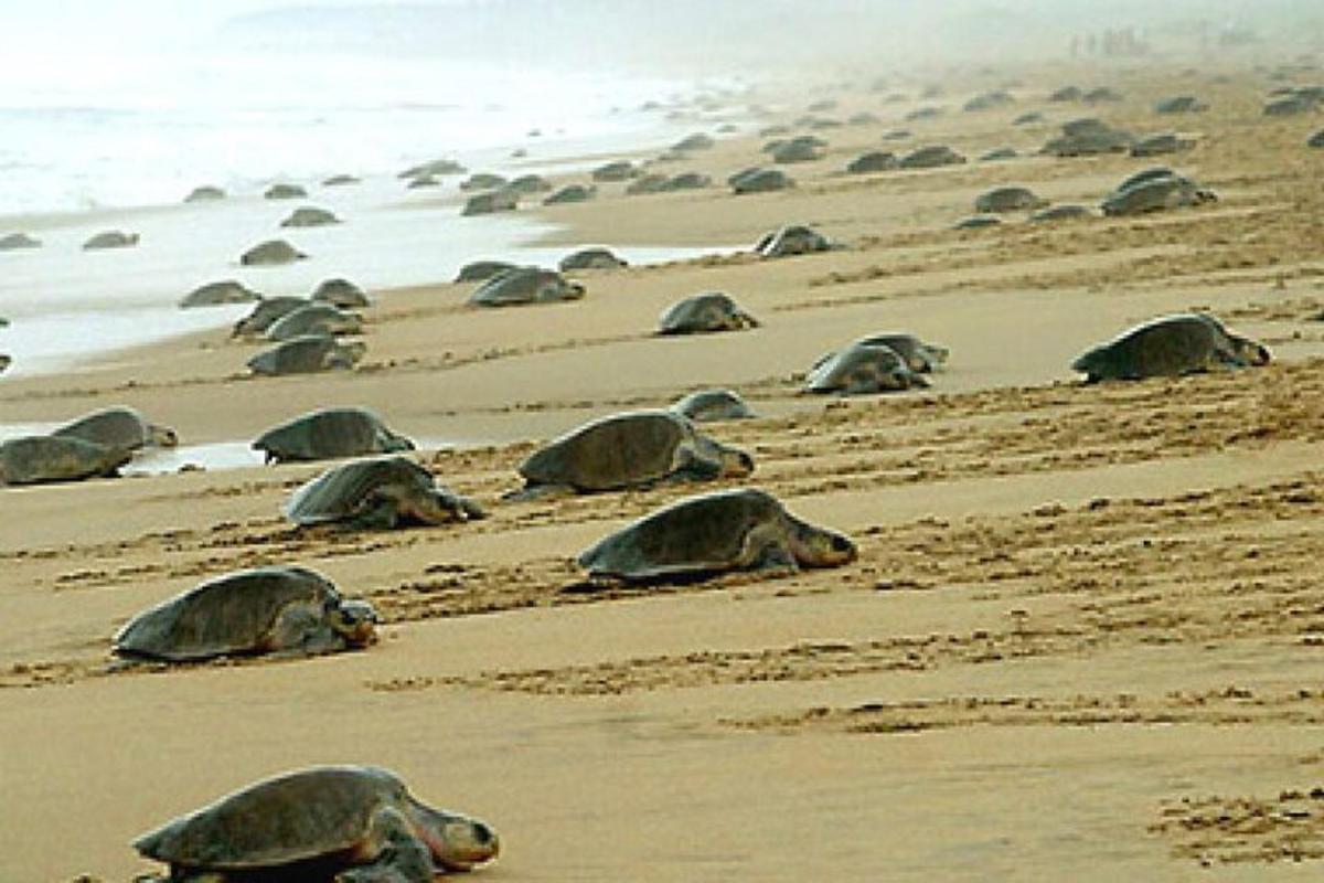 a group of turtles laying in the sand on a beach