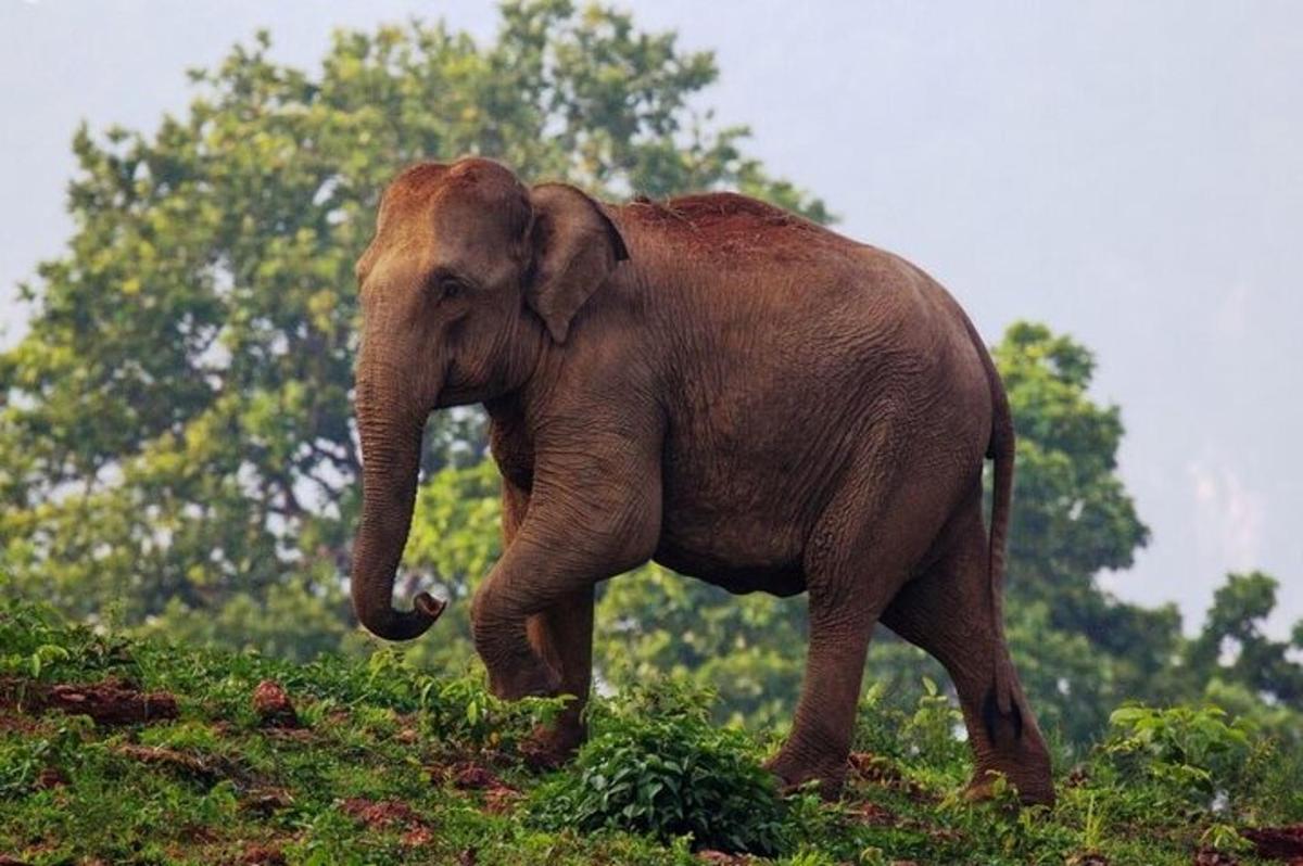 an elephant walking on top of a hill