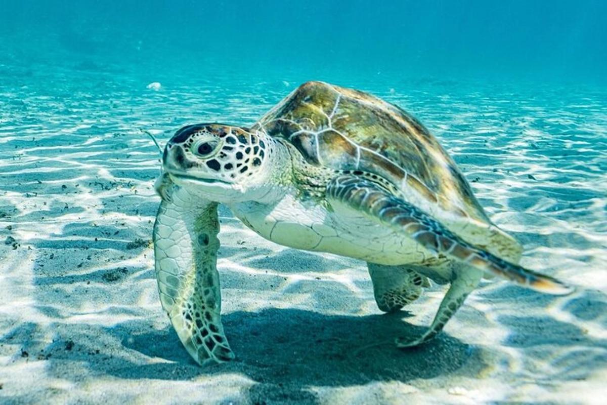 a green sea turtle swimming in the water