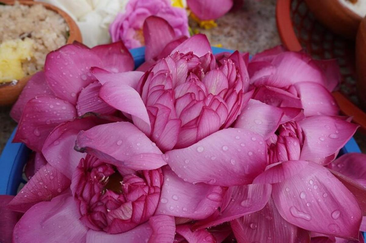 una flor rosa amb gotes de pluja