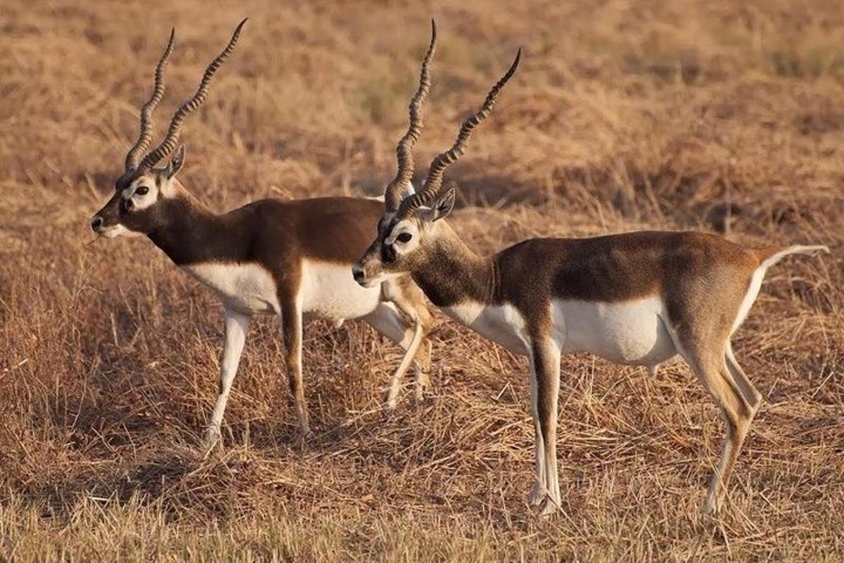 two antelopes standing in a field of grass