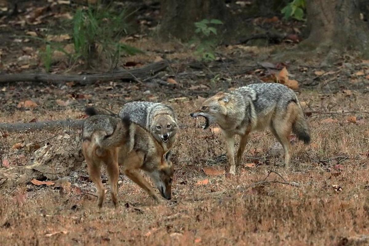 two wolves are standing in a field