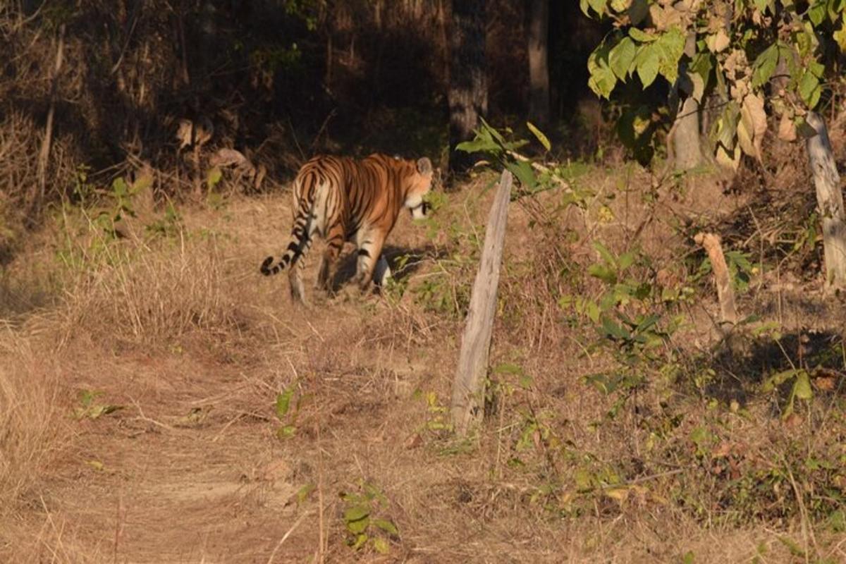a tiger walking in the grass in a field