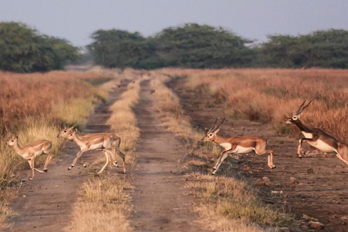 a group of gazelles running across a dirt road
