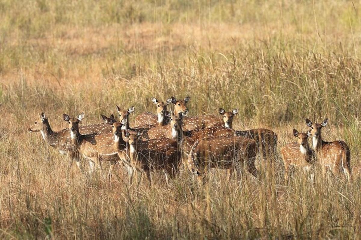 a herd of deer standing in a field of tall grass