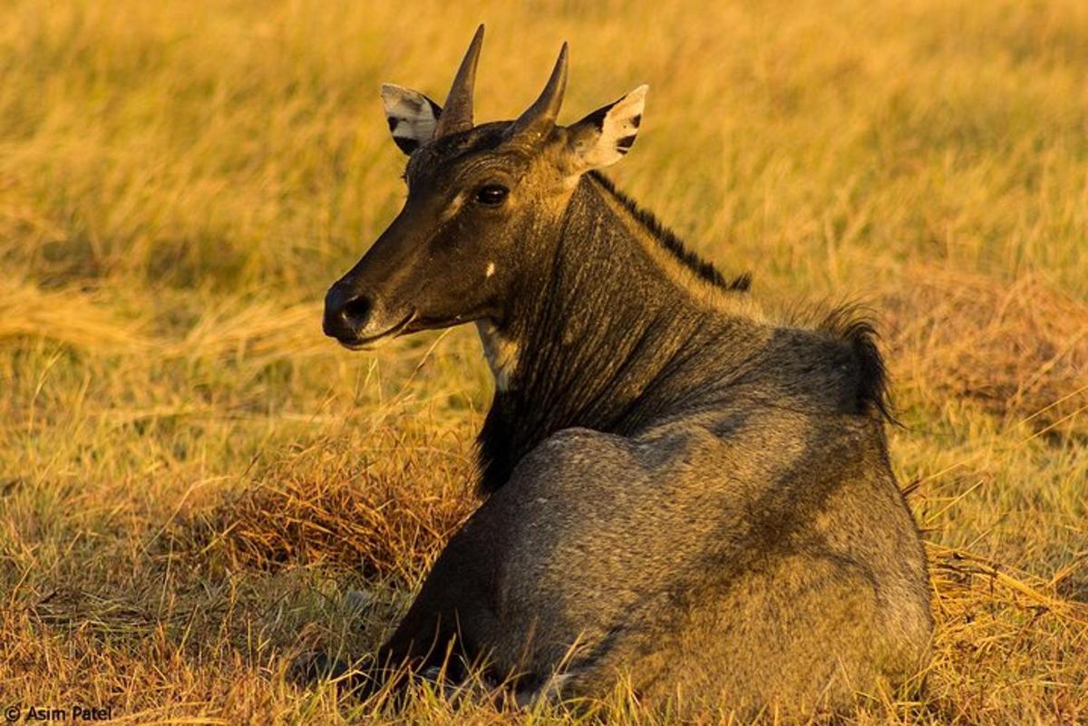 a gazelle sitting in a field of grass