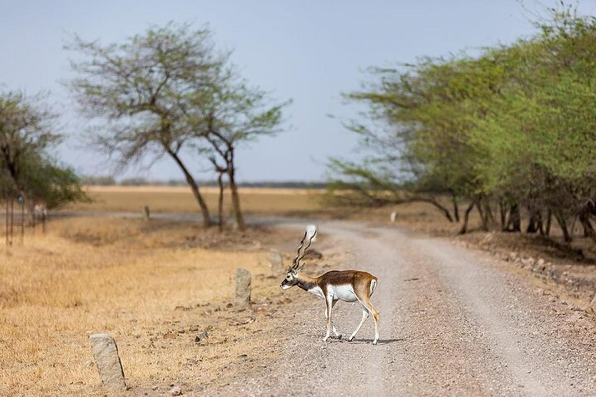 a gazelle standing in the middle of a dirt road