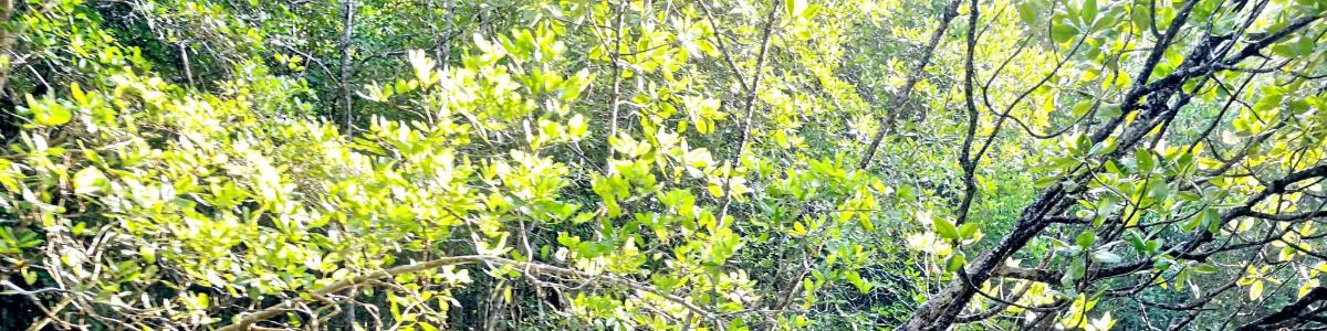 un grupo de árboles con hojas verdes en un bosque