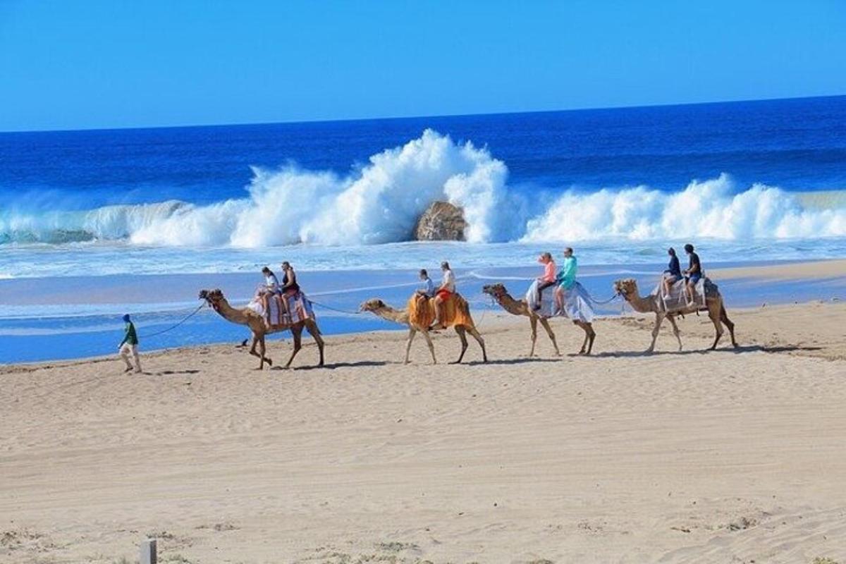 un grup de persones muntant camells a la platja