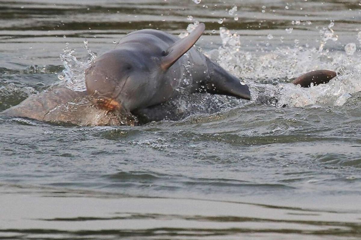 a baby elephant swimming in the water