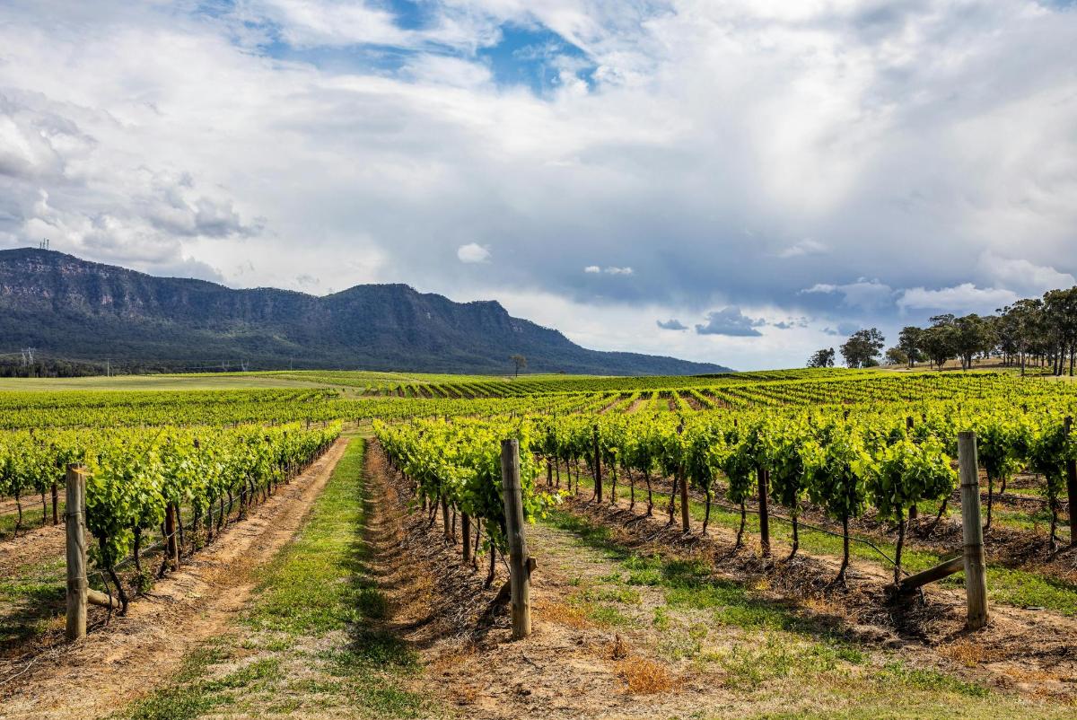 Un viñedo en un campo con montañas al fondo