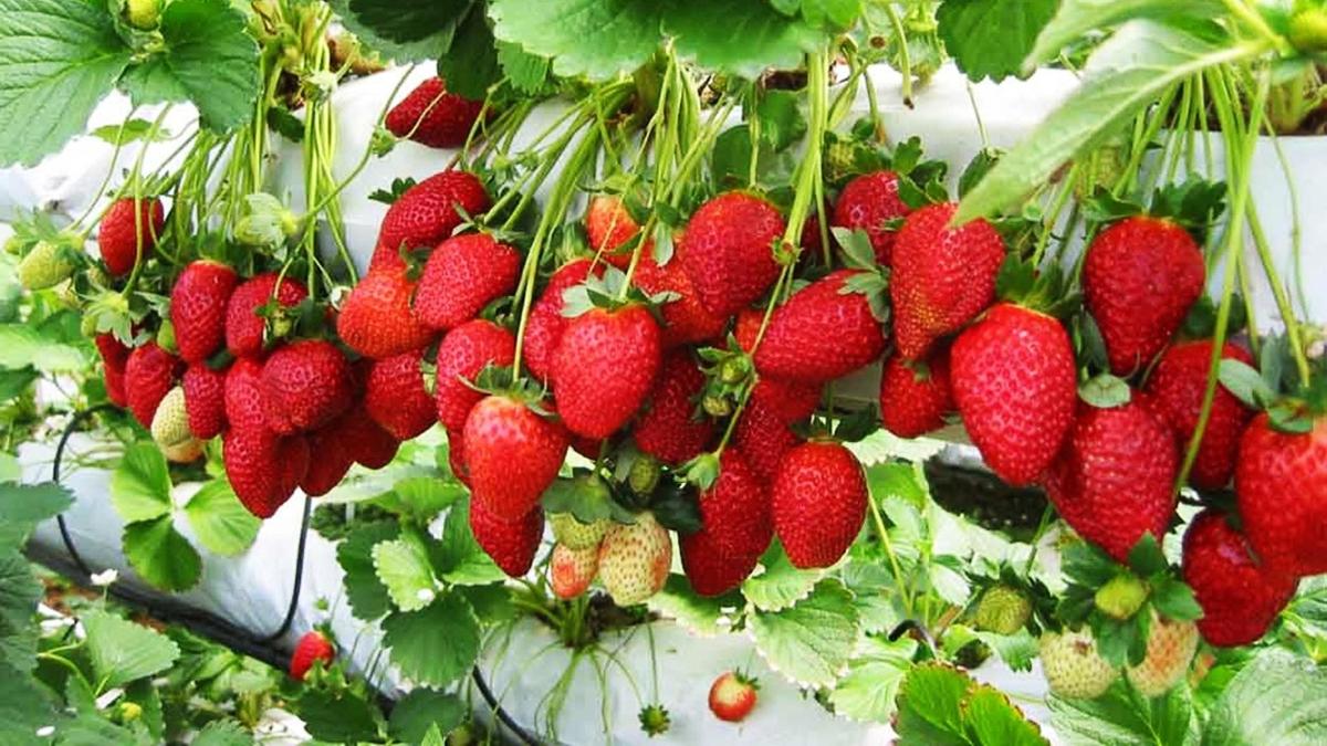 sekumpulan strawberi tergantung pada tumbuhan