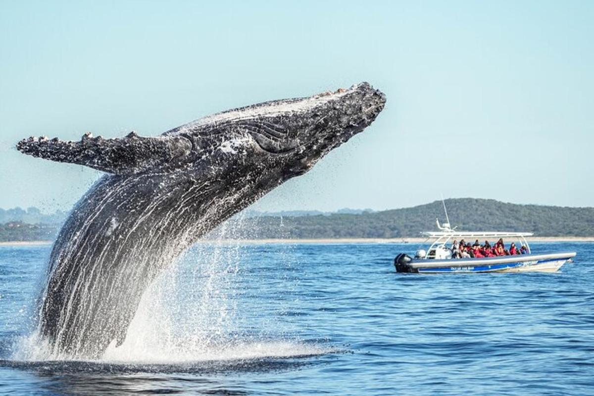 a whale jumping out of the water next to a boat