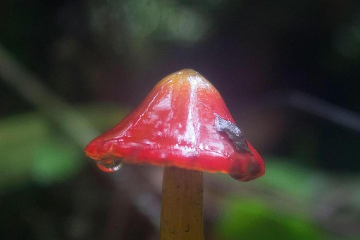 un primer pla d'un bolet vermell en un pal