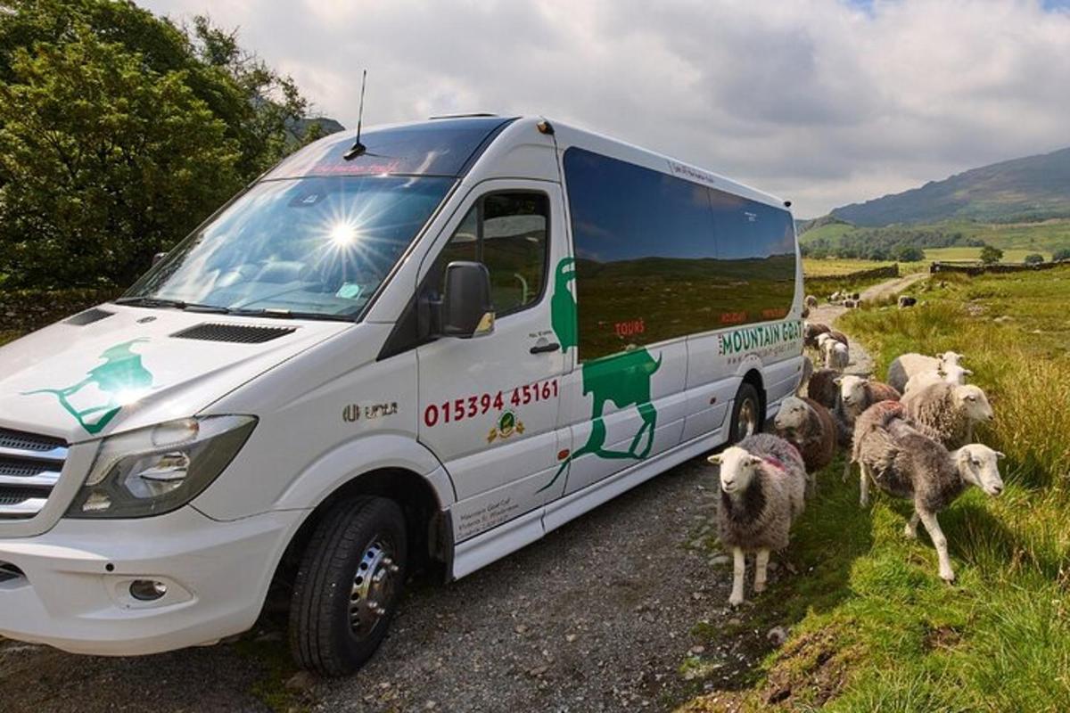 a group of sheep standing next to a bus