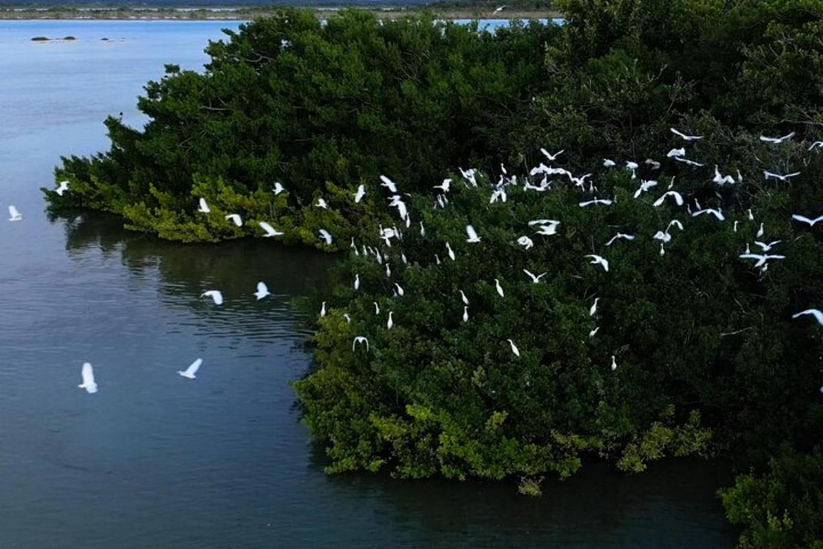 a flock of birds flying over an island in the water