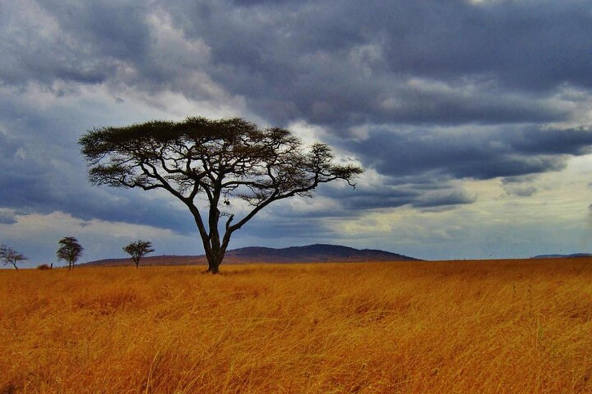 Un árbol de acacia en un campo con un cielo nublado
